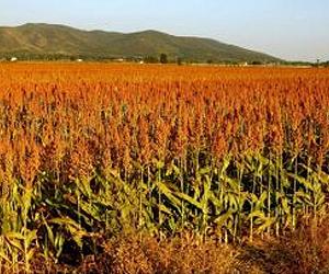 Genes underlying the key domestication process in sorghum and other cereals