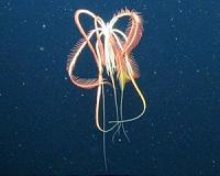 Living fossils and rare corals revealed