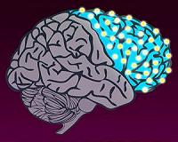 Yale researchers map 'switches' that shaped the evolution of the human brain