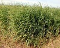 Biofuel proteomics