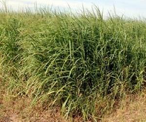 Switchgrass as bioenergy feedstock