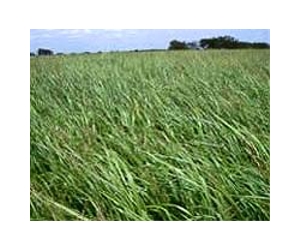 Testing the water for bioenergy crops