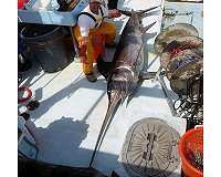 Catch quota to protect Mediterranean swordfish