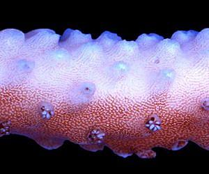 Improving water quality can help save coral reefs