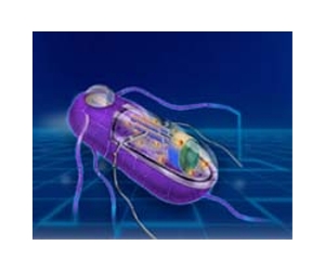 Biological circuits with memory created