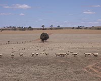 Syria declares emergency for drought-hit northeast