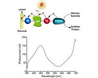 Converting solar energy into electrical power using photo-bioelectrochemical cells