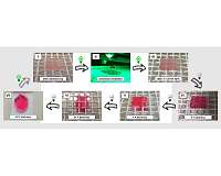 Green light for a new generation of dynamic materials