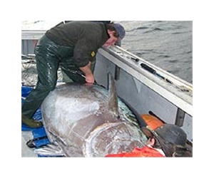 France set to decide on bluefin tuna ban