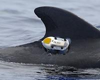 Law of the Sea authorizes animal tagging without nations' consent