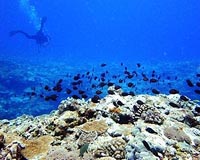 Taiwan coral reefs need 100 years to recover: scientists