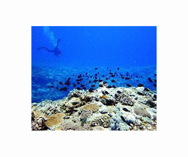 'Corals are being cooked': A third of Taiwan's reefs are dying