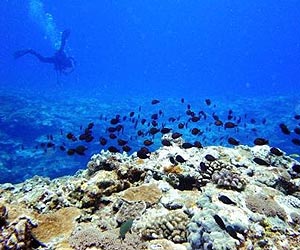 Wildlife trade body leaves rare corals unprotected
