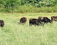 Cattle disease spread by vets, not cows