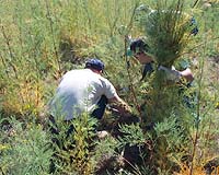 Global warming causing plant migration in Europe: study