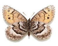 Is Alaska's first new butterfly species in decades an ancient hybrid?