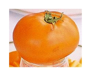 Tomato genome becomes fully sequenced