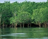 Mangroves Protecting Corals from Climate Change