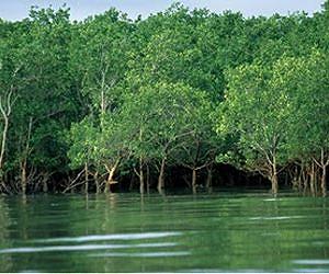 Wetland trees a significant overlooked source of methane