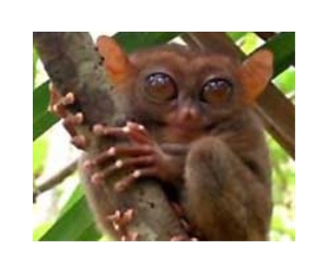Tourism threatens tiny Philippine primate