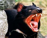 Half of mammals 'in decline', says extinction 'Red List'