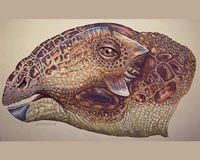 New Dinosaur Species From Montana