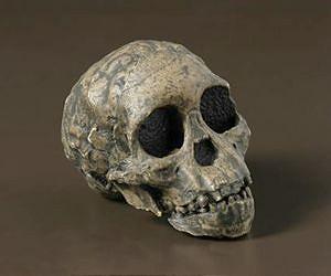 Anthropologist finds explanation for hominin brain evolution in famous fossil