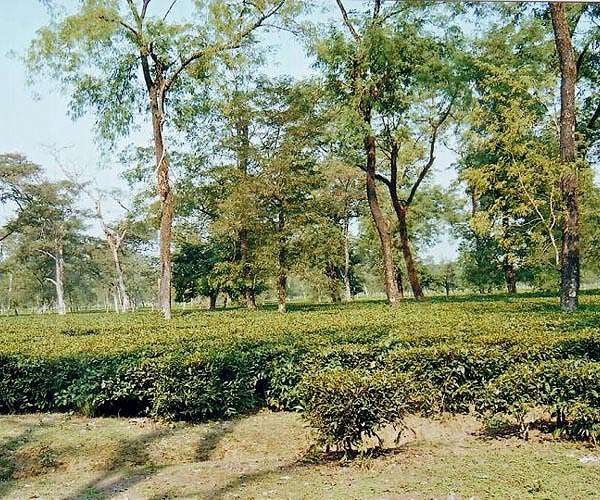 Climate to ravage Kenya's tea production