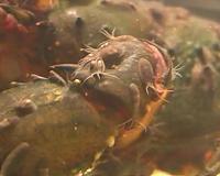 A 100-million-year partnership on the brink of extinction