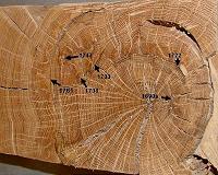 Tree rings tell climate stories that technology can't
