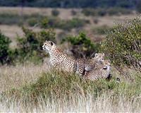 Cheetahs 'sprinting' towards extinction: wildlife study