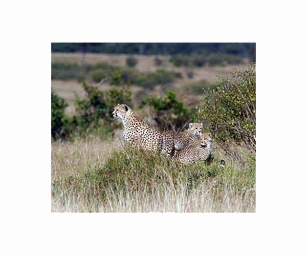 Rare birth of Asiatic cheetah cubs in Iran