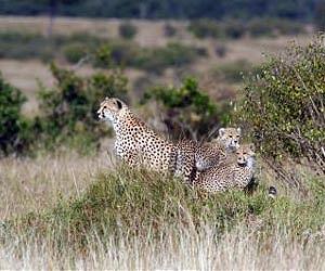 The Star Of Africa's Savanna Ecosystems May Be The Lowly Termite