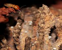 Termites evolved complex bioreactors 30 million years ago