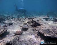 Curbing nutrient overload helps coral resist bleaching