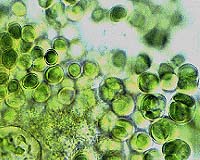 Bacterial Resistance Is Futile Against Wound-Cleaning Laser