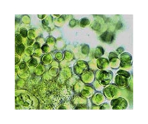 Using Bacteria In Oil Wells To Convert Oil To Natural Gas