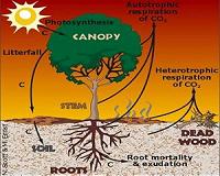 Non-Uniform Climate Warming Affects Carbon Cycle And Ecosystems