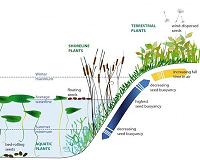 Improving ecosystems with aquatic plants