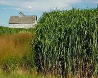 Miscanthus-based ethanol boasts higher profits
