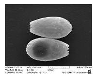 Immense species richness of bacterial-eating microorganisms discovered in soil
