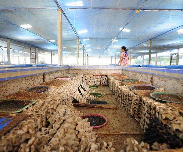 Insect farming startup Entoverse launches FarmGPT component