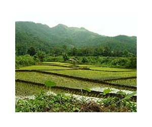 Japan's rice farmers mull TPP future
