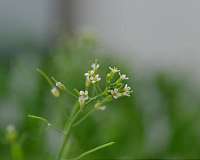 Molecular mechanism responsible for blooming in spring identified