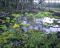 Nurturing forests, peatlands will attack global warming: UNEP