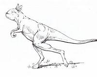 These roos were 'made' for walking, study suggests of extinct enigmas