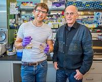 Researchers Engineer Resistance to Ionic Liquids in Biofuel Microbes