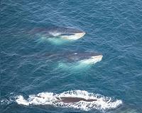 Whaling: The hunters and the hunted