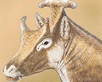 Extinct 3-horned palaeomerycid ruminant found in Spain