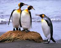 Falklands banking on king penguins to drive nature tourism